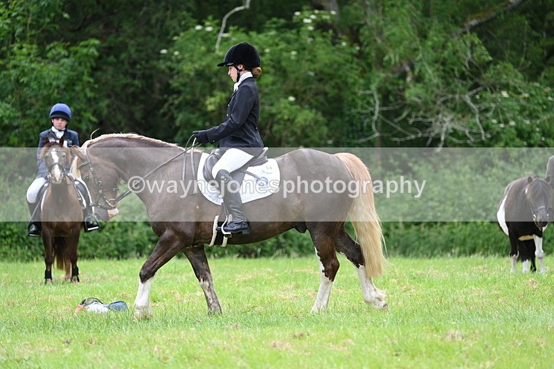 WJ7_4176 - Class 14A Handsome Gelding