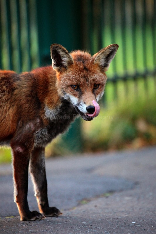  - Urban Foxes, Bristol, Great Britain