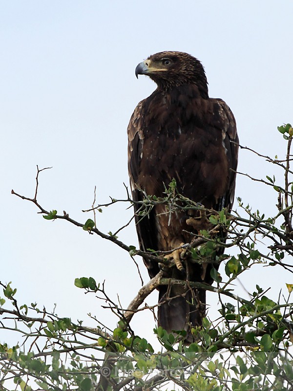 Steppe Eagle perched on top of a tree - Steppe Eagle