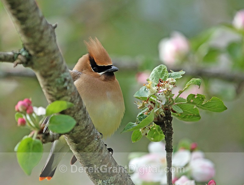 Bombycilla cedrorum - Birds of Atlantic Canada
