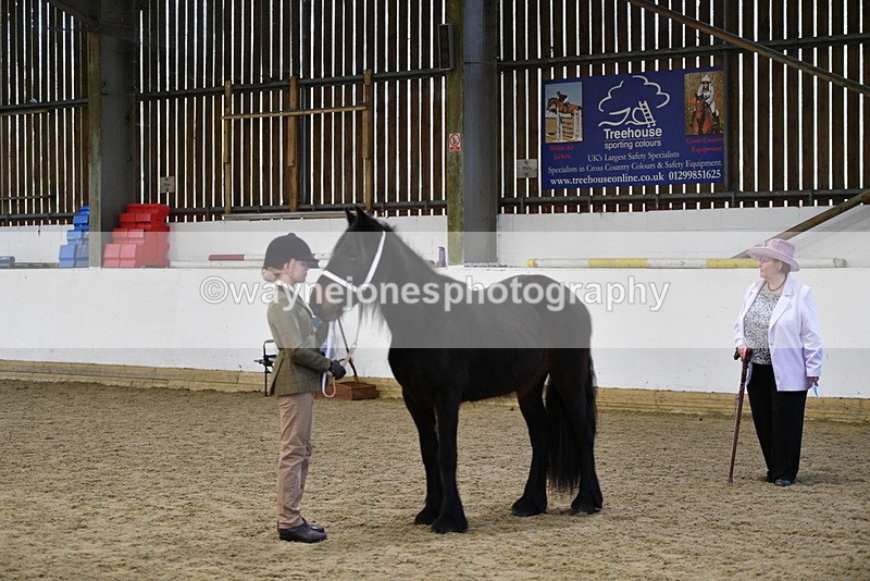 WJ5_4225 - Class 6 In hand M&M - Large Breeds