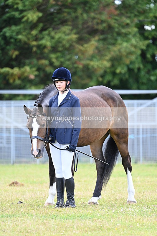 WJ7_7027 - Class 5a Most Handsome Gelding in Hand