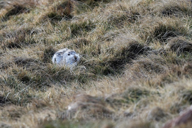 Mountain Hares Jan 2018 - Mountain Hares and Red Grouse