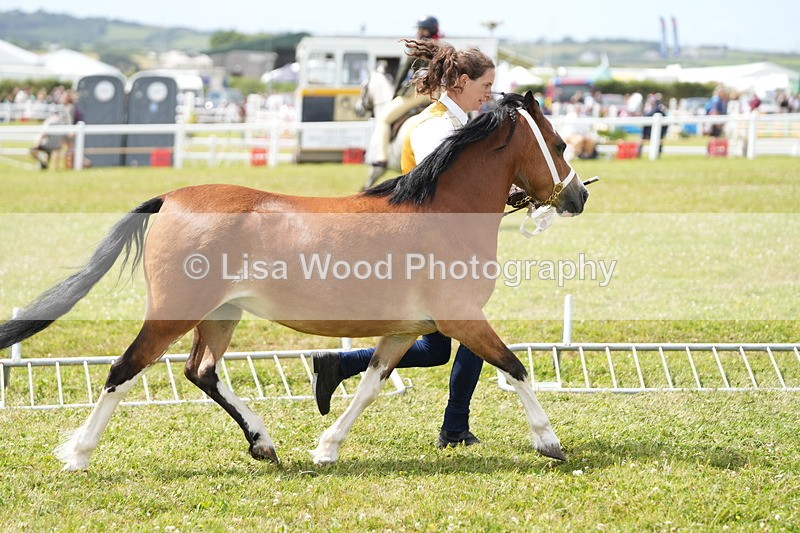 DSC05893 - NPS M&M In Hand Championship