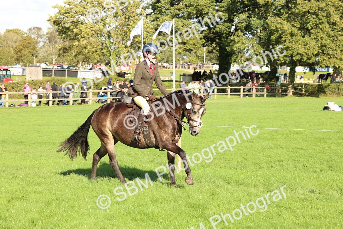 SBM_50110 - S34 - Novice & Newcomers Working Hunter