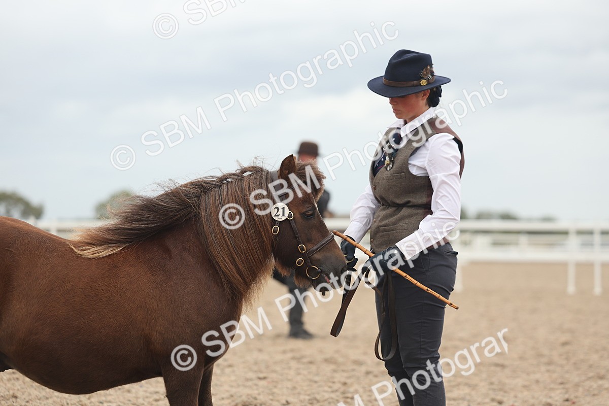 SBM_19325 - Class 317 - IH Pure Bred Horse-Pony
