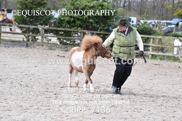 BPP_7136 - RING 1  (RIDDEN HORSES / IN HAND / VETERAN ETC)