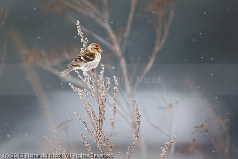 Redpoll (Carduelis flammea) feeding in the snow - Redpoll (Carduelis flammea)