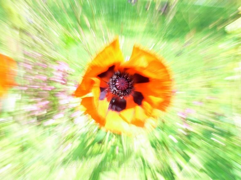 037jpg - Flowers and Nature