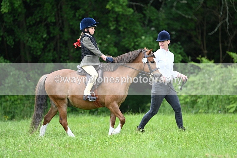 WJ7_3932 - Class 14A Handsome Gelding