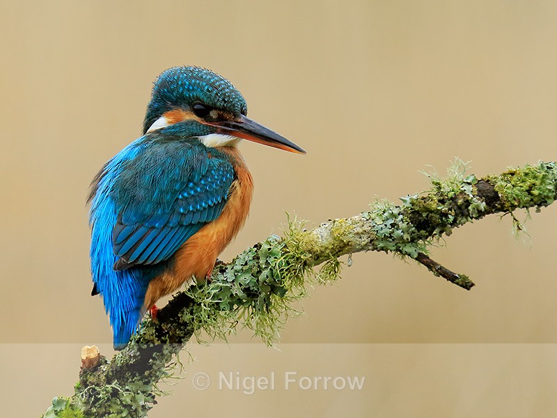 Kingfisher (female) perched, Scotland - Kingfisher