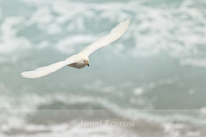 Snowy Sheathbill flying, sea background, Saunders Island, Falklands - Snowy Sheathbill