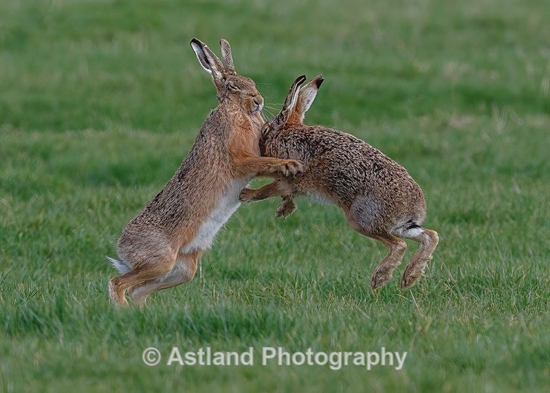 Astland Photography, Bird and Wildlife Images, Susan and Peter Wilson, U.K.