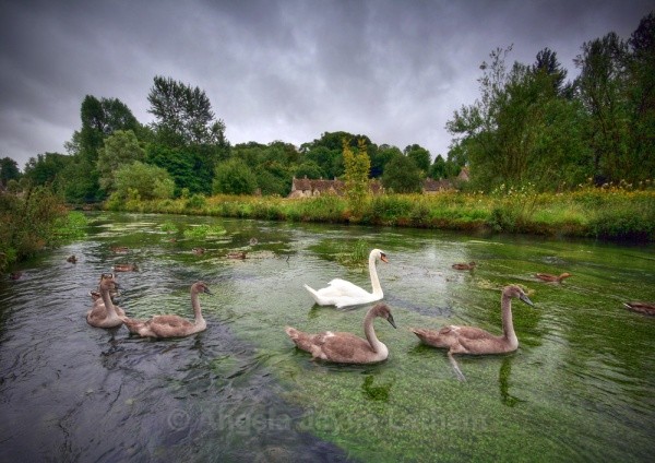 Bibury Swans - England & The Shires
