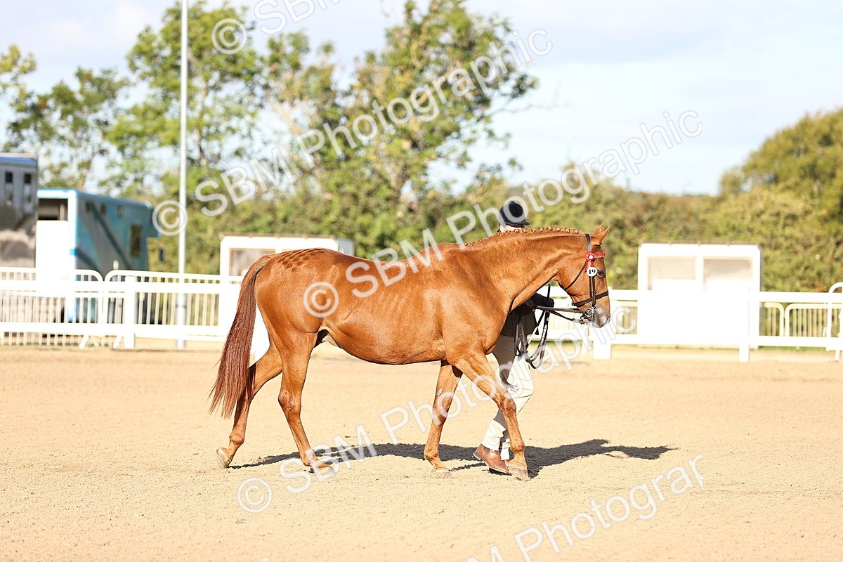 SBM_08298 - Class 401 - IH Veteran Horse