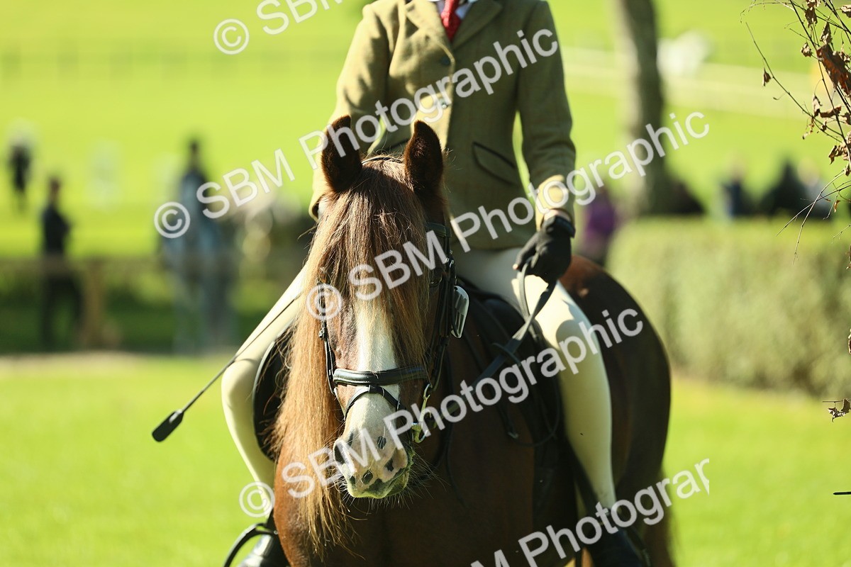 SBM_37543 - S29 - Novice & Newcomers Working Hunter Pony