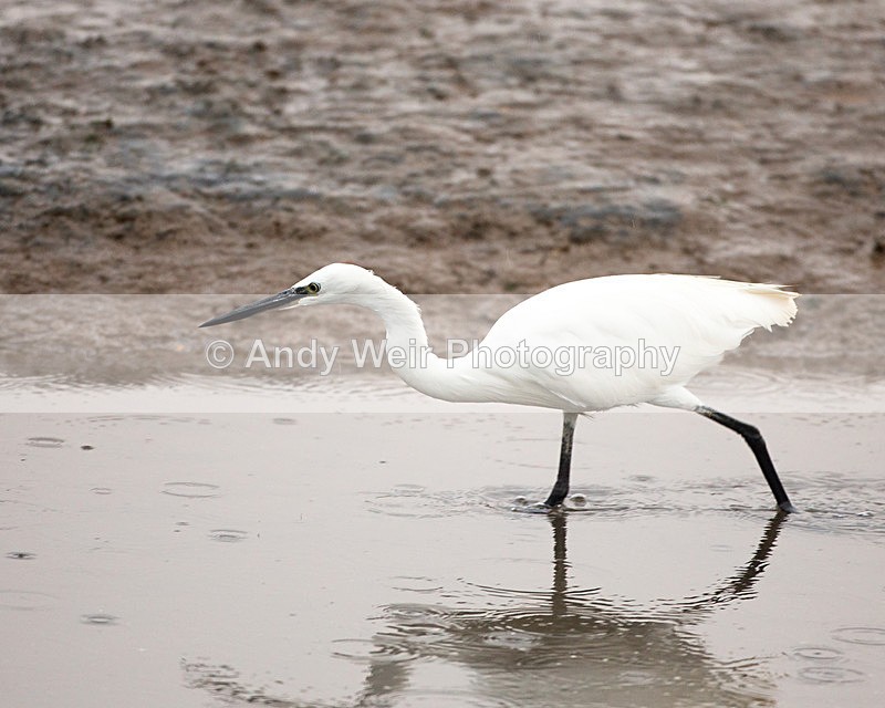 20140929-3K8A6140 - Herons & Egrets