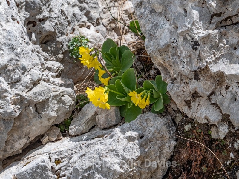  - Gargano - Wild Flowers