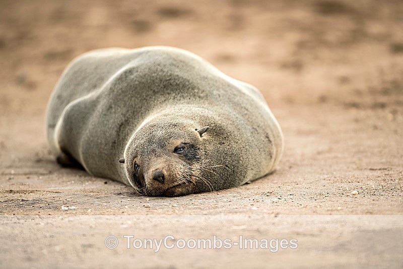 Fur Seal  (f) - The Skeleton Coast