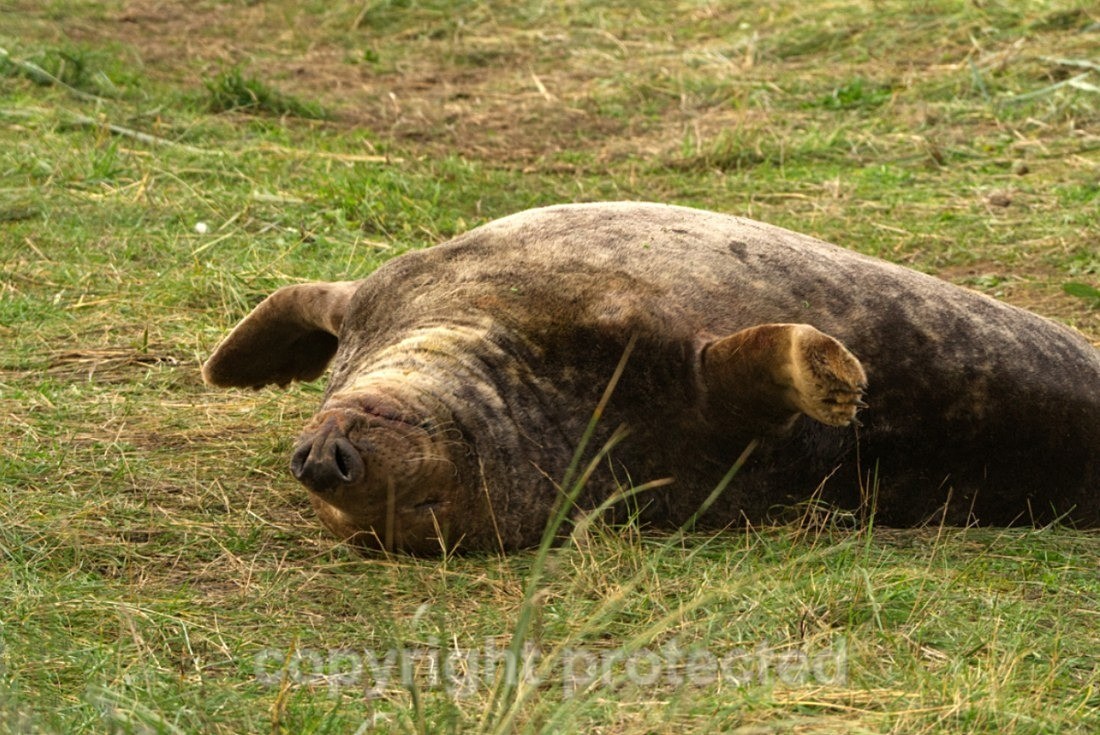 Grey Seal Bull - Lincolnshire - Mammals