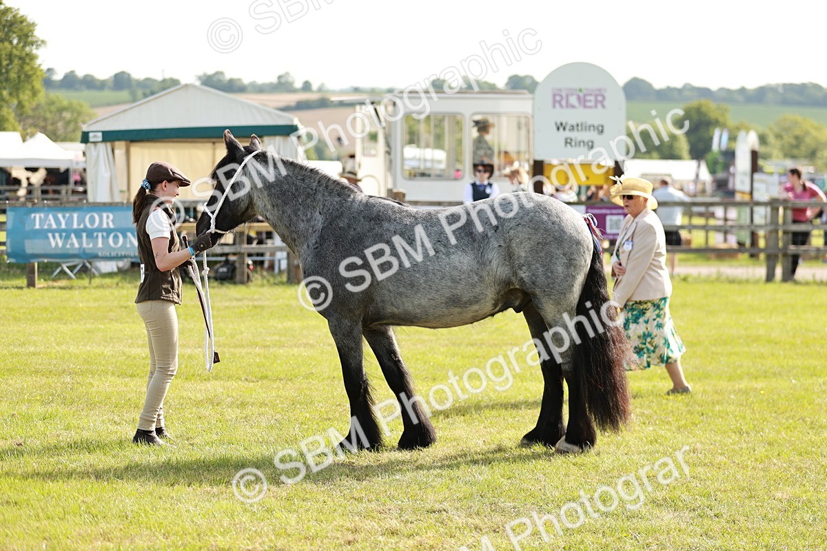 SBM_00738 - Class 14-23 - Mountain & Moorland In Hand Non Welsh