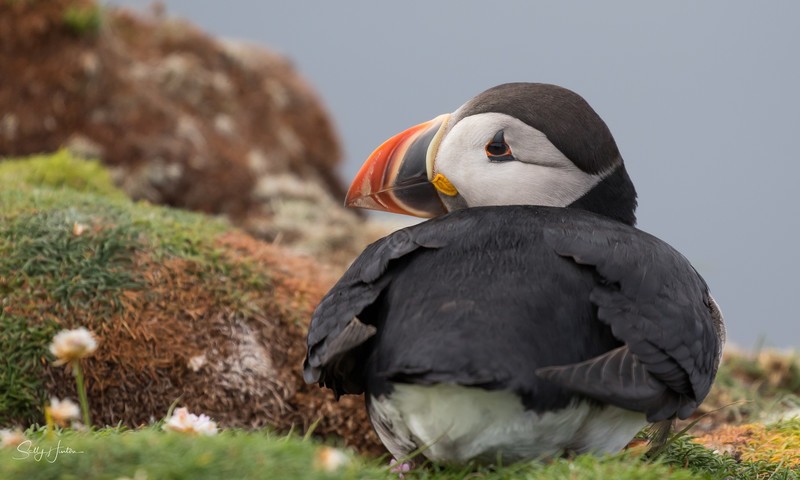 Cute Puffin 3