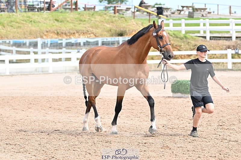 240717A-163848-03471 - Trot Up 4pm to 5pm