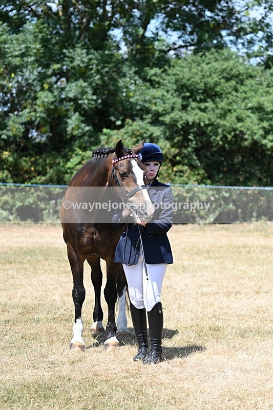WJ7_2479 - Class 5a Most Handsome Gelding in hand (above 14.2hh)