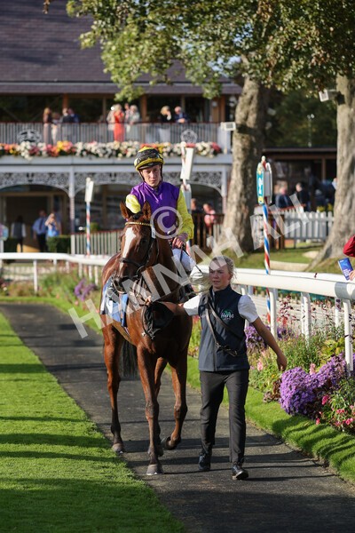 yr08102021r5-23 - Race 5 4.20pm Copper Knight - Winning Most Horse At York Handicap