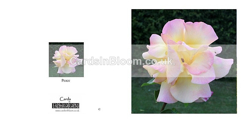 03 A New Dawn - A NEW DAWN