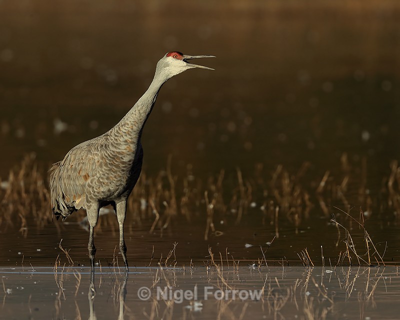 Sandhill Crane calling, South Pond, Bosque del Apache, New Mexico - Sandhill Crane