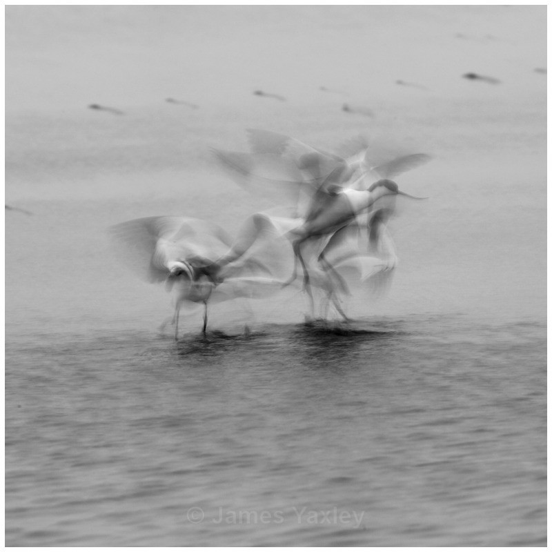 Avocet Attack - Nature in Black & White