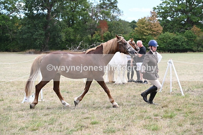 WJ6_5924 - Class 19 In-hand Veterans (Uploaded correct folder)