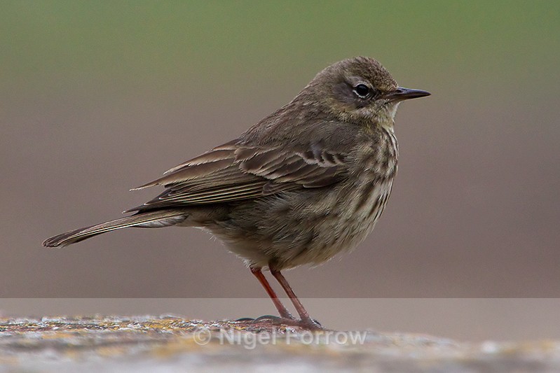Rock Pipit near Elizabeth Castle, St. Helier - Rock Pipit