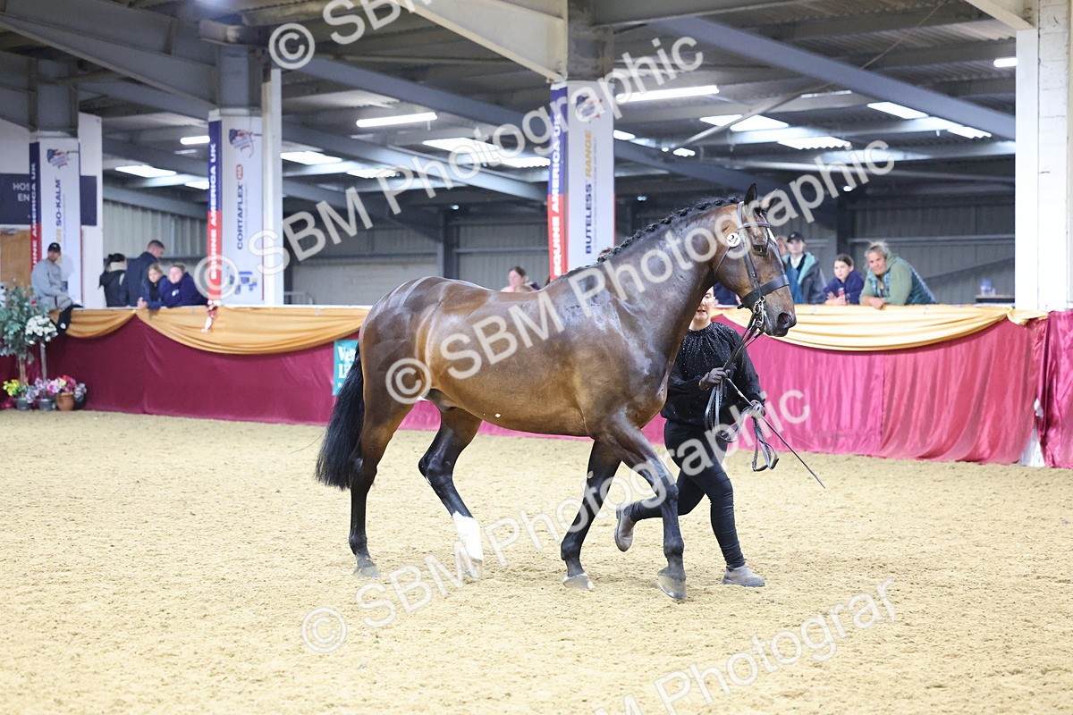 SBM_18794 - Class E IH Horse Champ