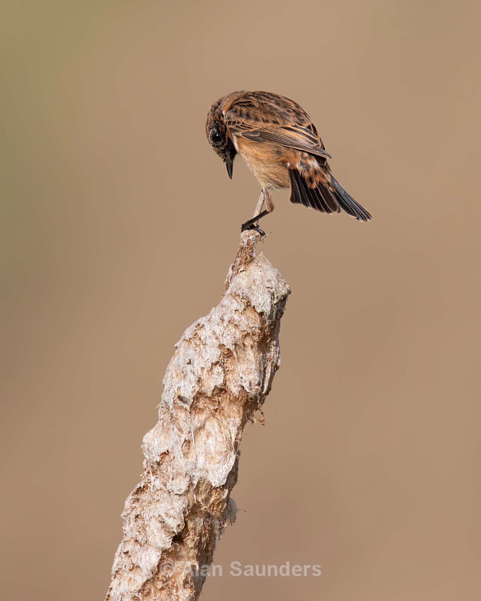 Stonechat 5