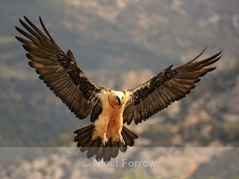 Lammergeier landing wings outstretched, Catalonia, Spain - Lammergeier