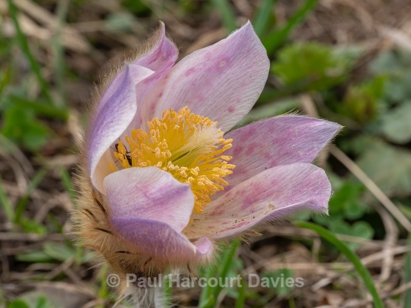 Spring pasque flower (Pulsatilla vernalis) - Wild Flowers