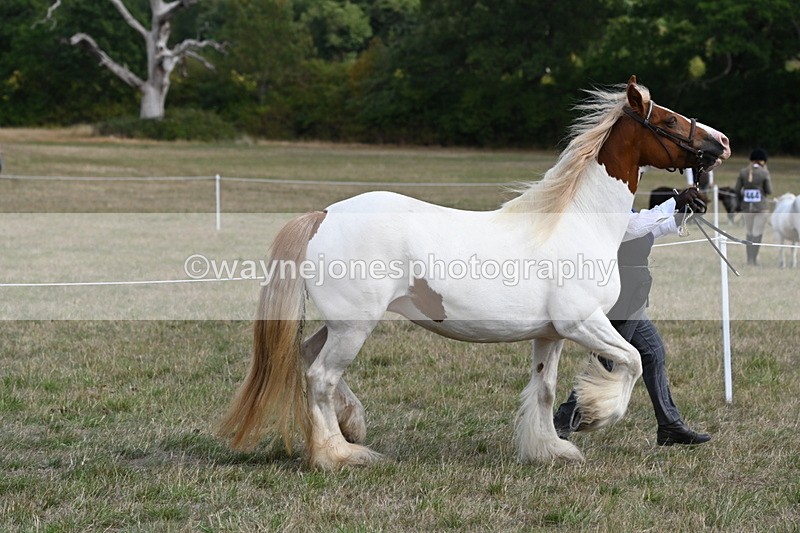 WJ6_6555 - Class 20 In-hand Cob