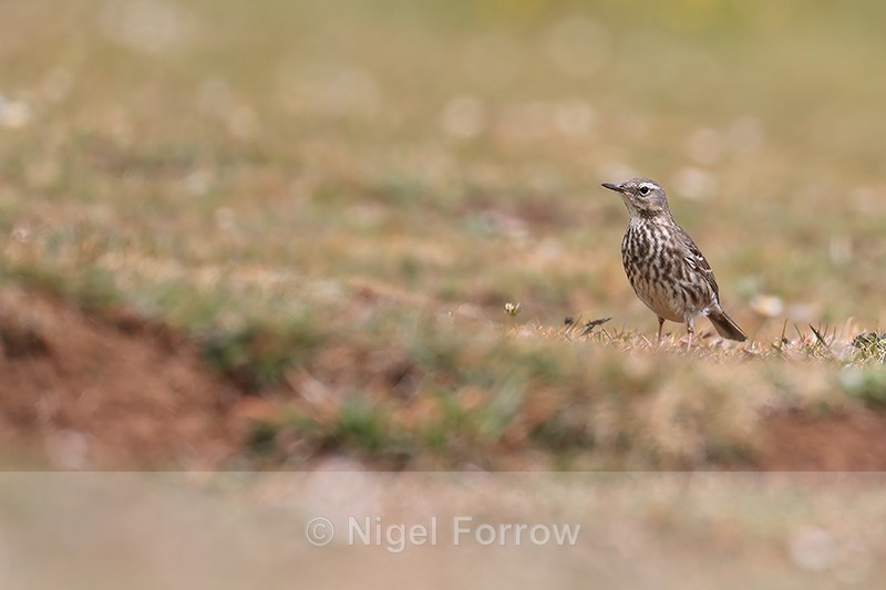 Rock Pipit, Durlston, Dorset - Rock Pipit