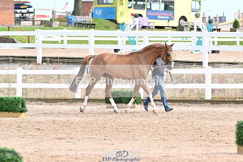 240717A-165420-03531 - Trot Up 4pm to 5pm