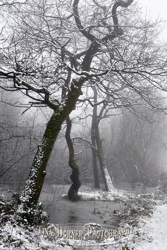 Leaning trees over frozen pool in snow. Winter Landscape portfolio by Tina Dorner Photography,  Forest of Dean and Wye Valley, Gloucestershire