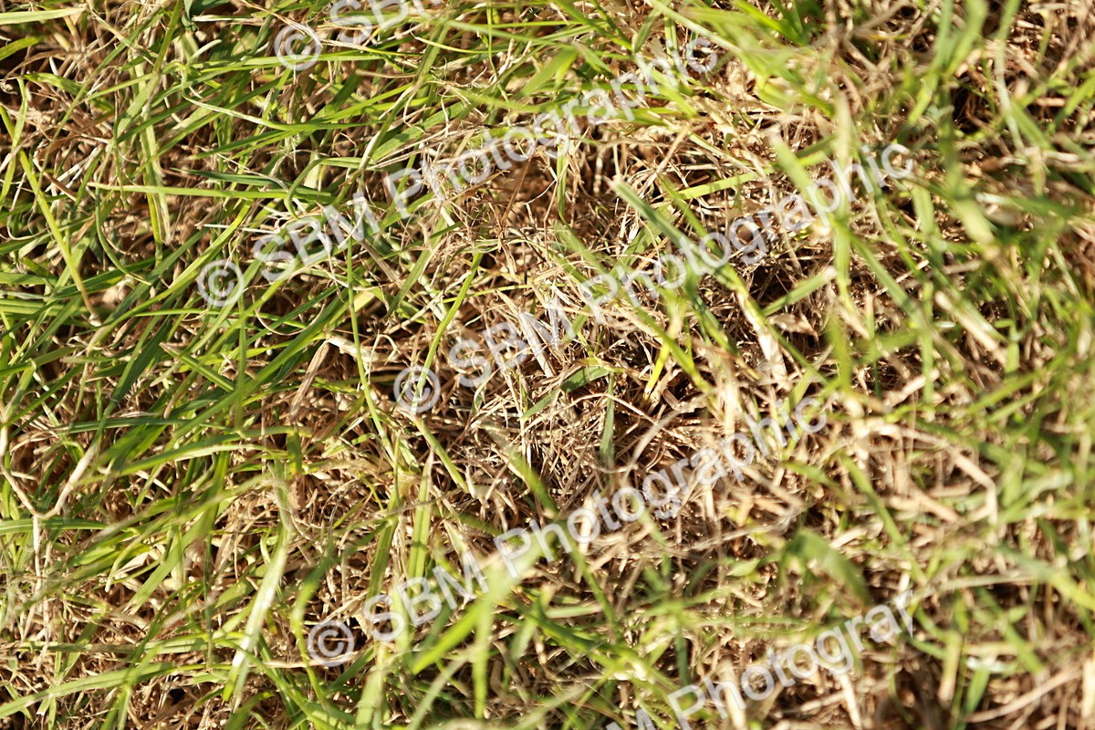 SBM_01613 - Class 14-23 - Mountain & Moorland In Hand Non Welsh