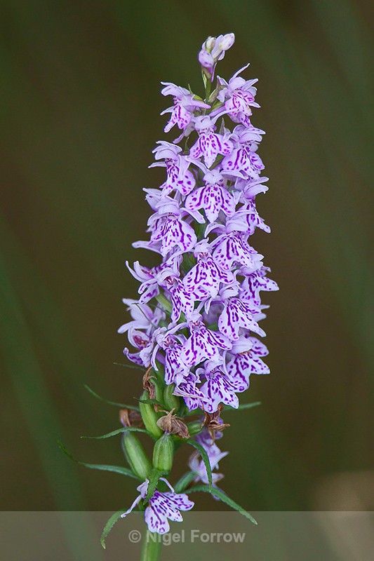 Common Spotted Orchid - PLANTS