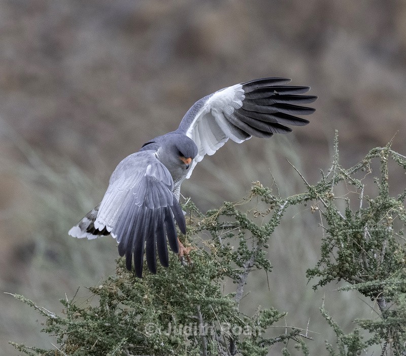 Pale Chanting Goshawk, hunting - Namibia 2022