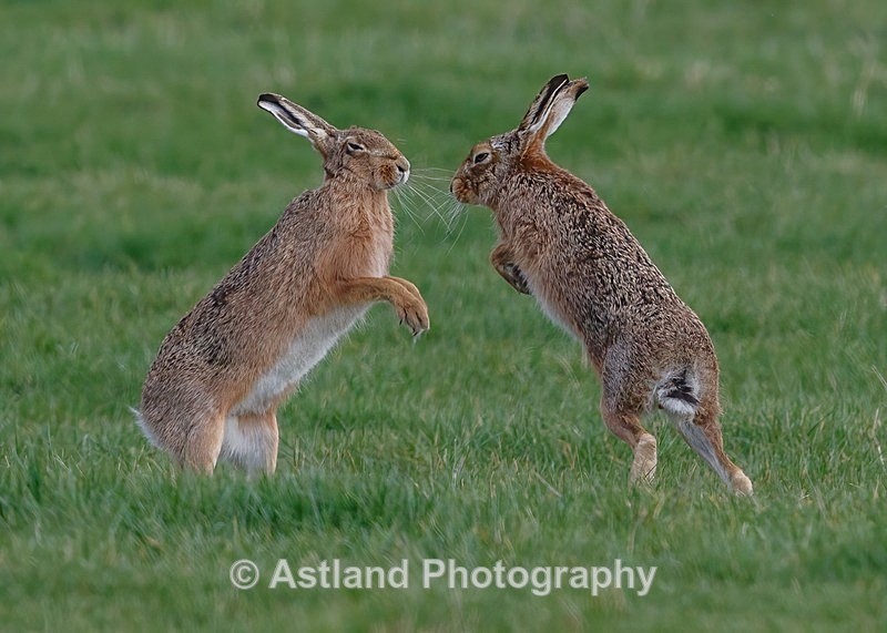 Astland Photography, Bird and Wildlife Images, Susan and Peter Wilson, U.K.