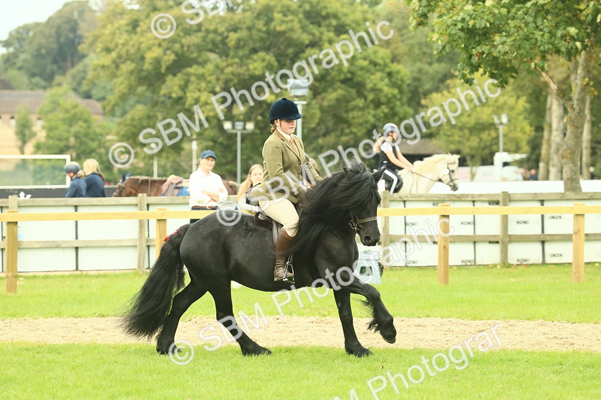 SBM_71935 - S60 - Mountain & Moorland Ridden Large Breeds