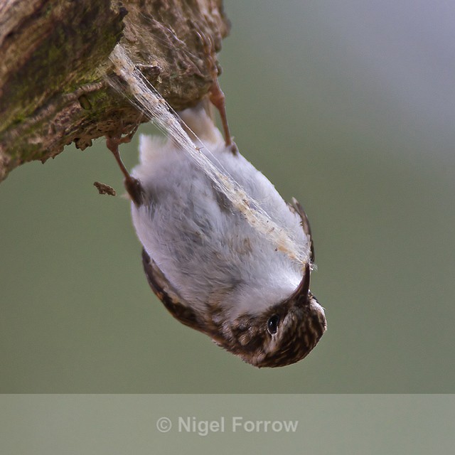 Treecreeper upside down on branch tugging at something - Treecreeper