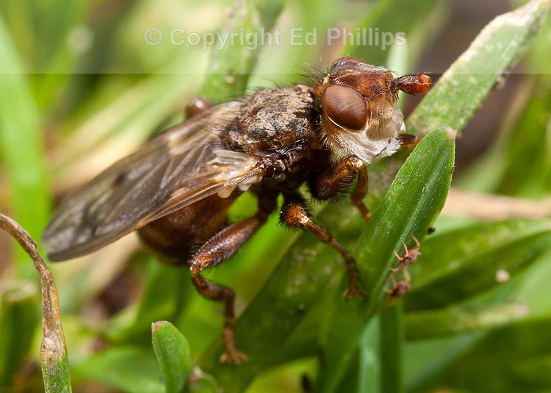 Myopa species