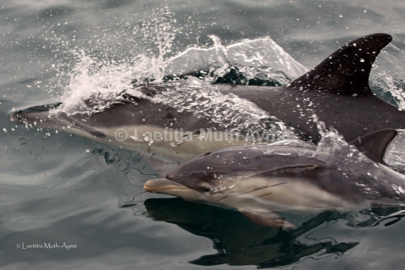 IMG_3839 Agadir, Morocco - Marine wildlife